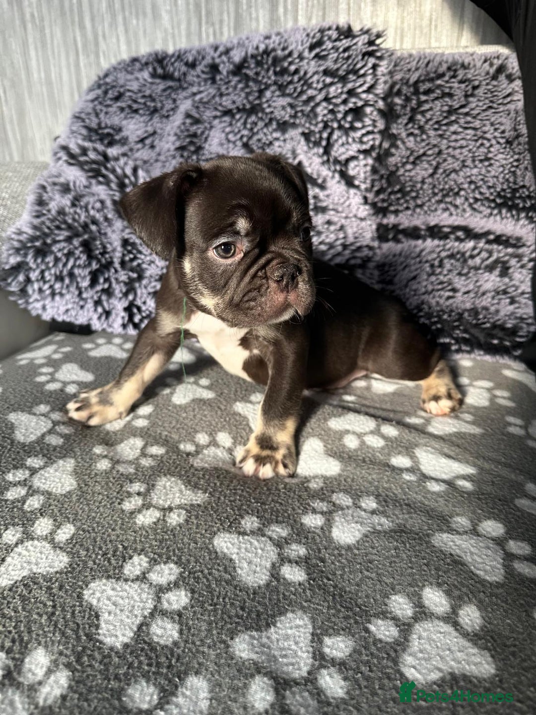 French Bulldog dogs for sale: Amazing french bulldog  - Image 14