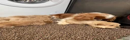 Cavapoo dogs for sale: F1 Cavapoo HEALTH TESTED  - Advert 7