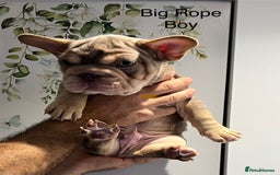 French Bulldog dogs for sale: Big Rope, Big Rope Fluffy & French Bullg - Advert 4