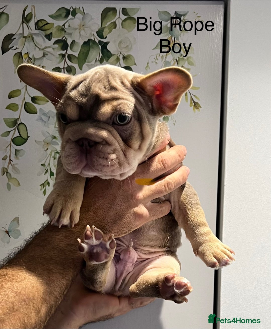 French Bulldog dogs for sale: Big Rope, Big Rope Fluffy & French Bullg - Advert 4