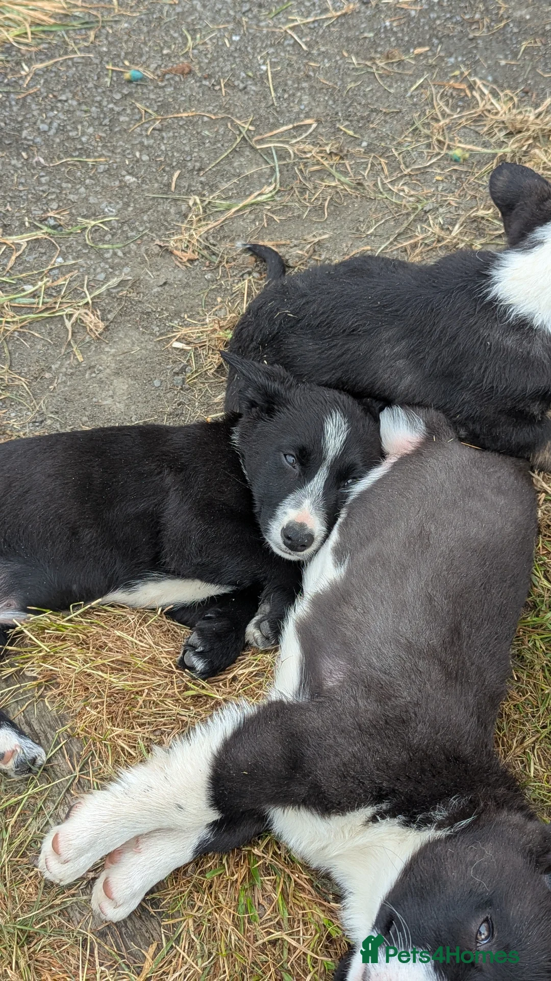 Mixed Breed dogs for sale: Cardigan Corgis in Llandysul - Advert 15