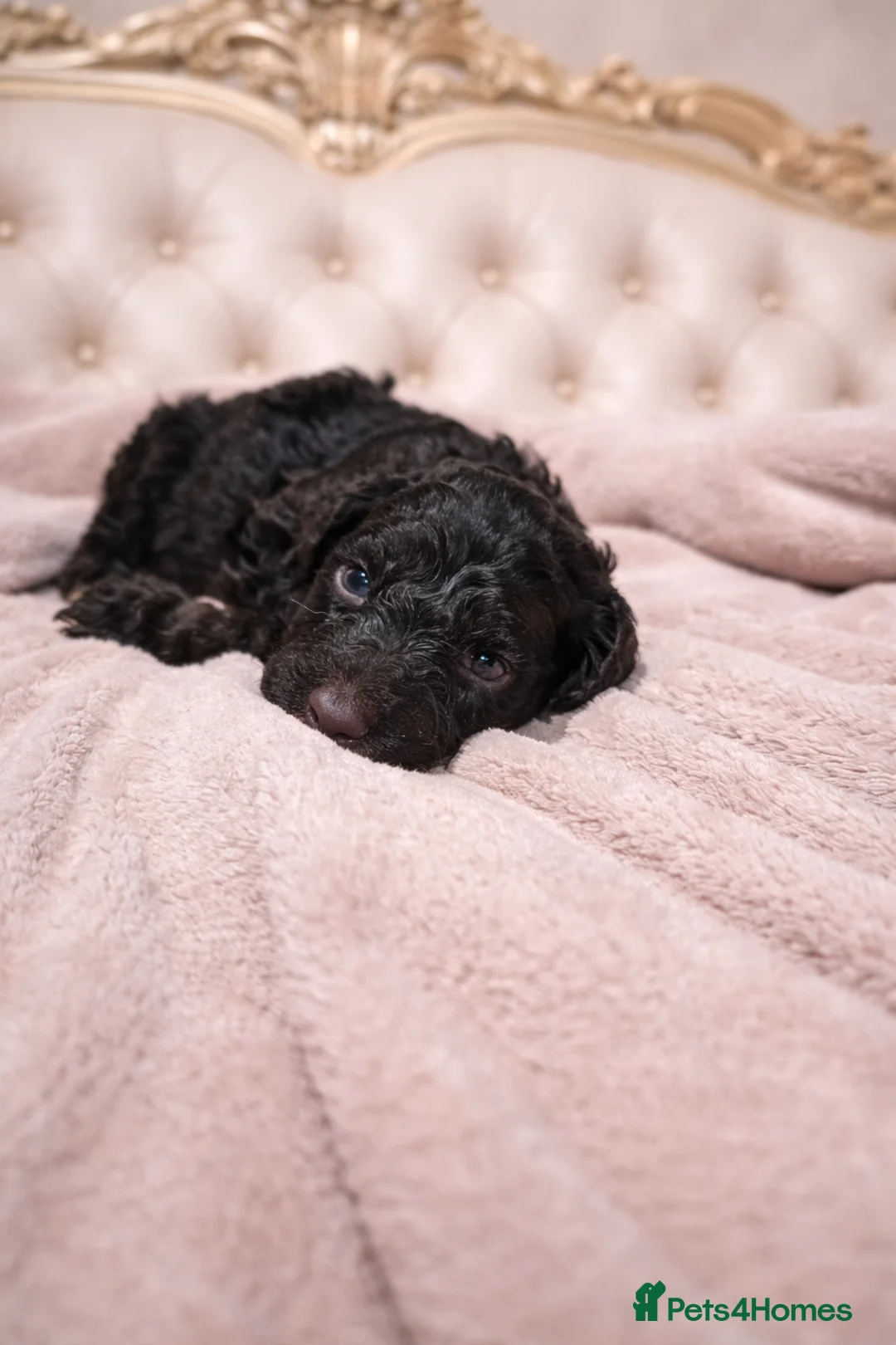 Standard Poodle dogs for sale: READY IN 6 DAYS Standard Poodle Puppies - Advert 7