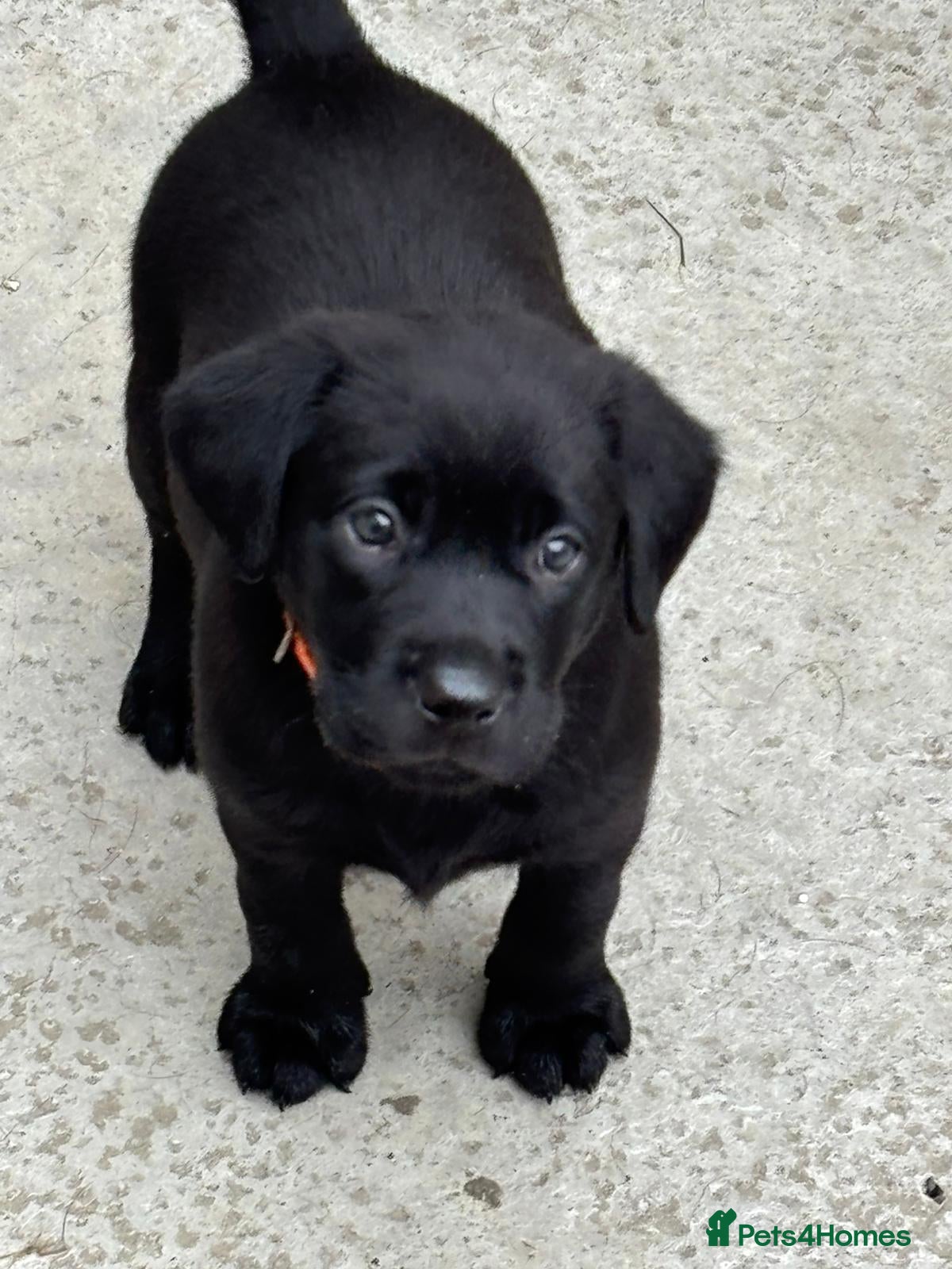Labrador Retriever dogs CHUNKY Black Labrador KC REG Ready TOMORROW  - Advert 3