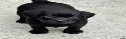 Labrador Retriever dogs for sale: CHUNKY Black Labrador KC REG Ready NOW  - Advert 1