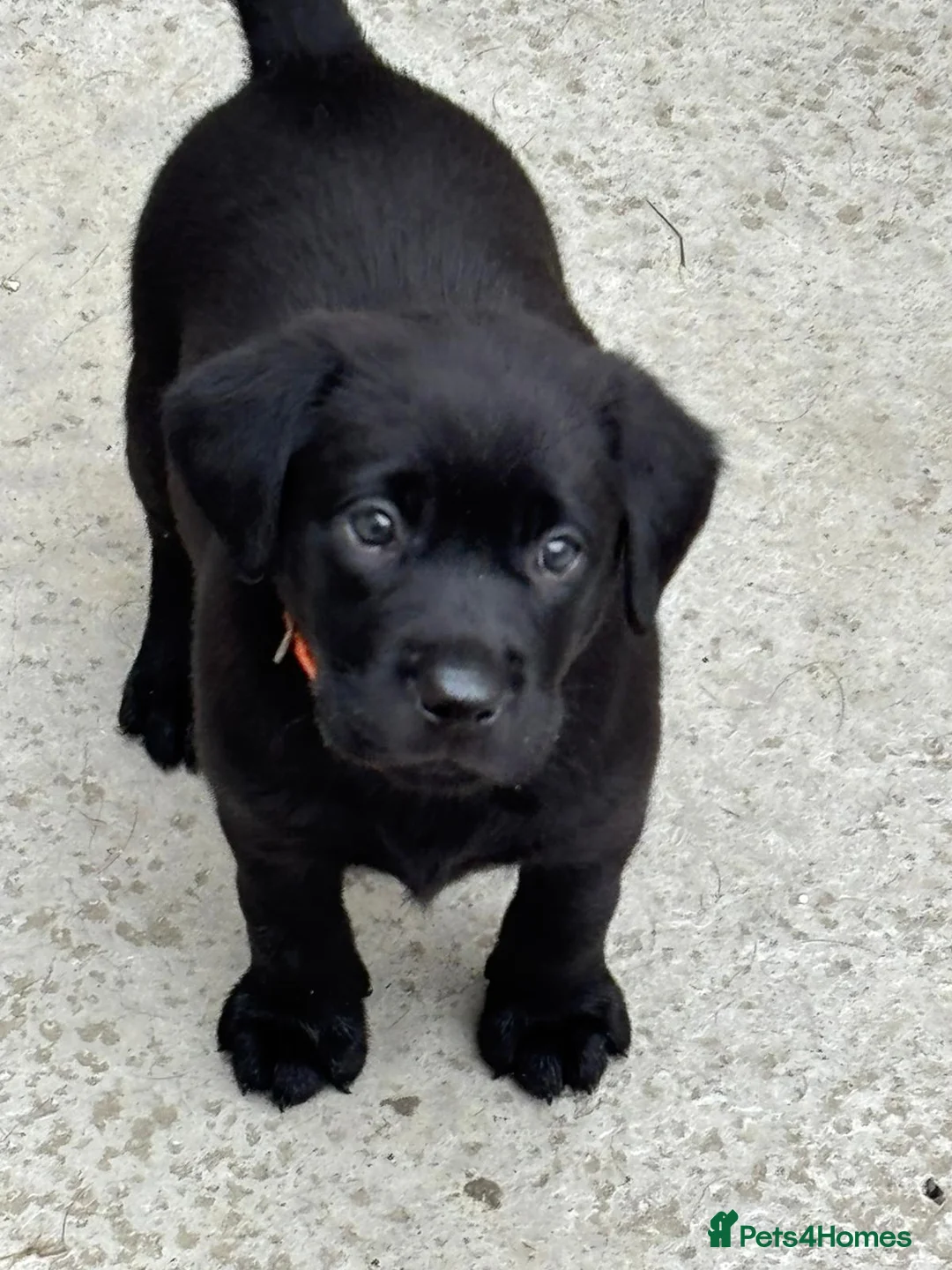 Labrador Retriever dogs for sale: CHUNKY Black Labrador KC REG Ready NOW  - Advert 1