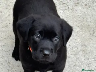 Labrador Retriever dogs CHUNKY Black Labrador KC REG Ready TOMORROW - Advert 15