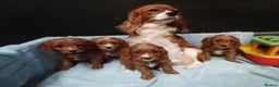 Cavapoo dogs for sale: Cute Cavapoo Puppies. DAD PRA tested! - Advert 12