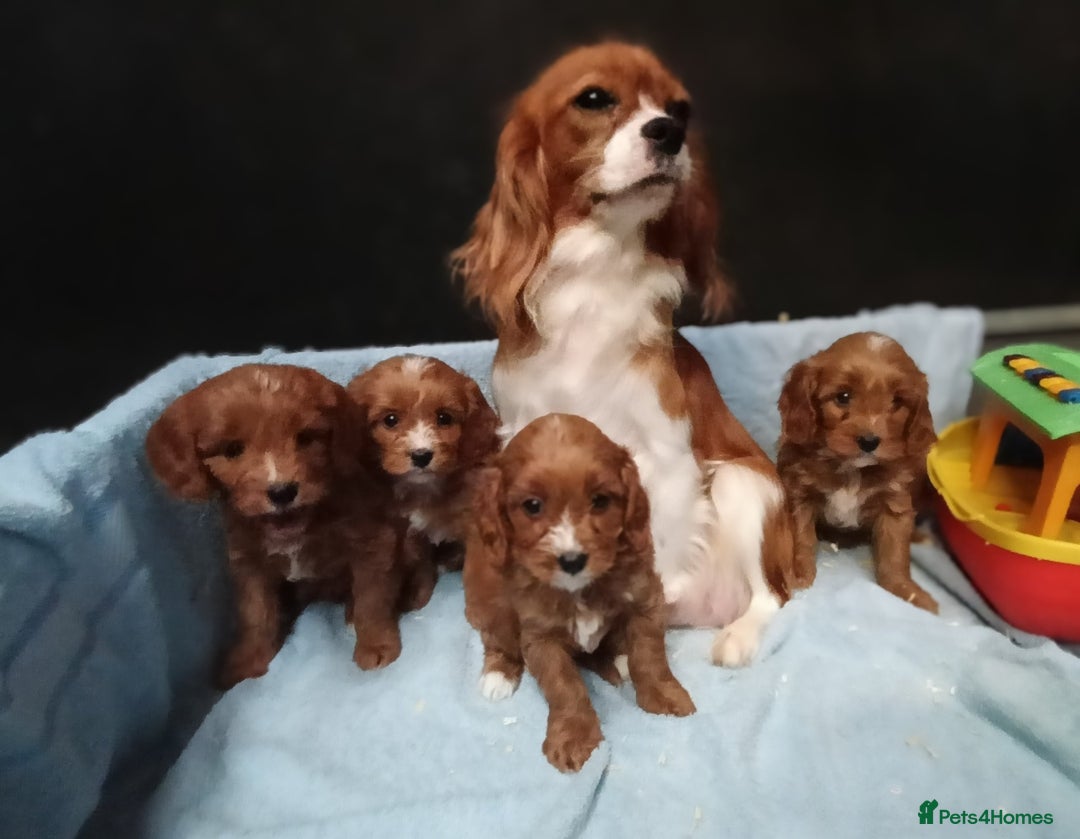 Cavapoo dogs for sale: Cute Cavapoo Puppies. DAD PRA tested! - Advert 12