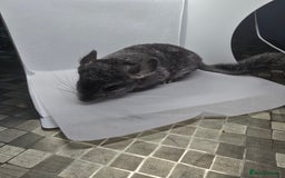 Chinchilla rodents for sale: Gorgeous Hetero beige and standard  kits  - Image 9