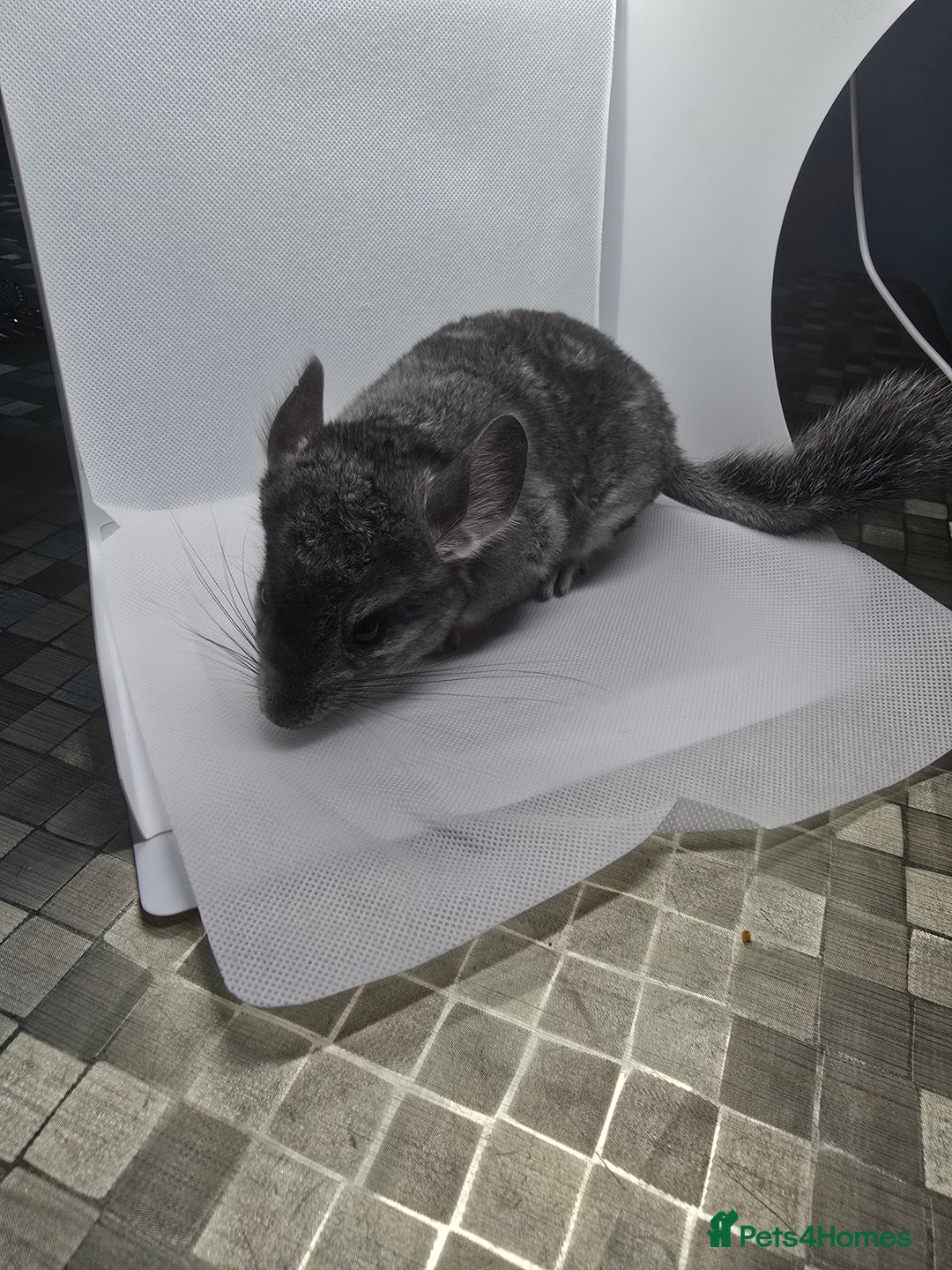 Chinchilla rodents for sale: Gorgeous Hetero beige and standard  kits  - Image 9
