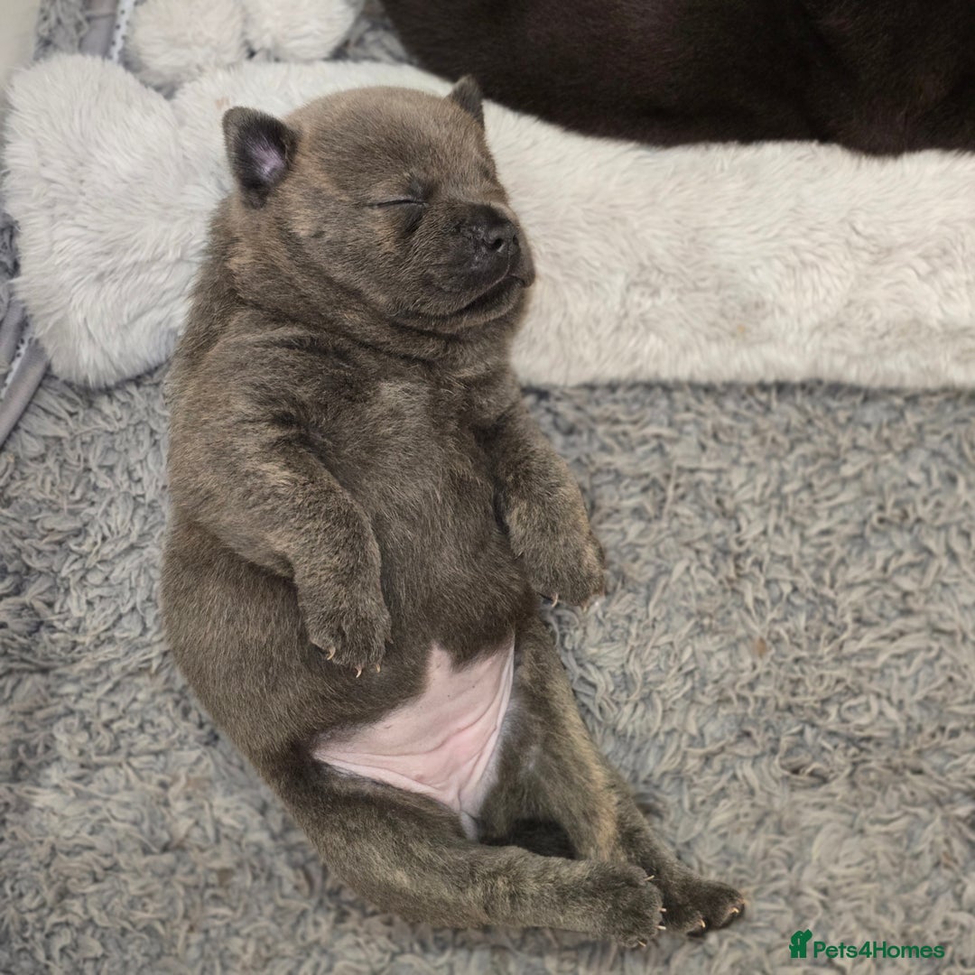 Mixed Breed dogs for sale: Chaffy puppies - Advert 17