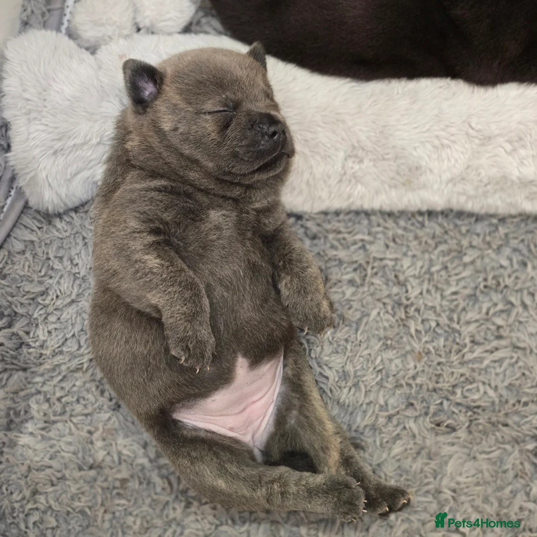 Mixed Breed dogs for sale: Chaffy puppies - Advert 17