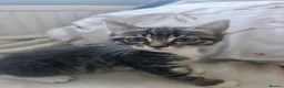Mixed Breed cats for sale: 3 gorgeous kittens  - Advert 8