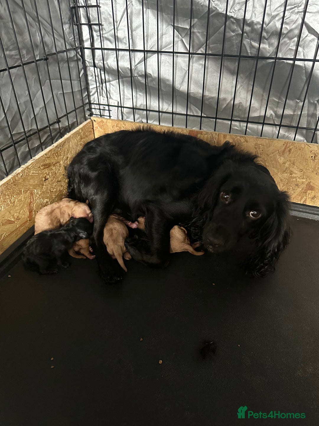 Cockapoo dogs for sale: F1 Cockapoos - Image 8