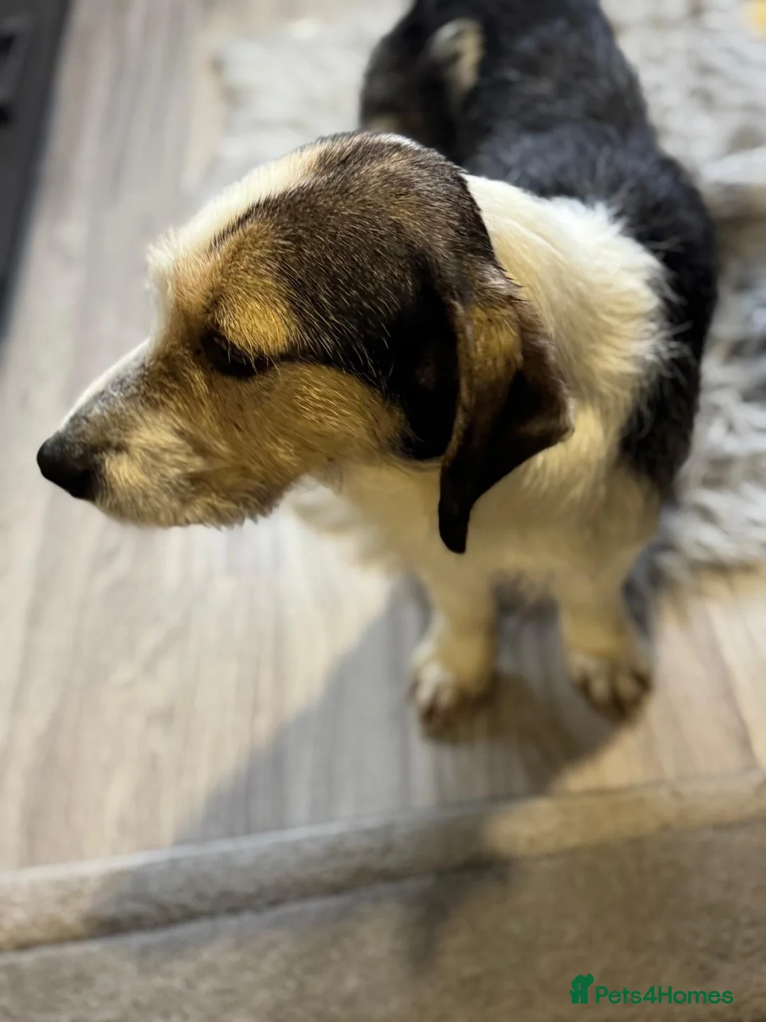 Mixed Breed dogs for adoption: Sweet Rami is looking for LOVE - Advert 21