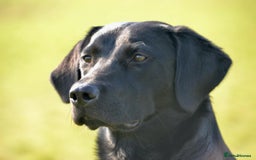 Labrador Retriever dogs for sale: 8 week old puppy ready to leave.  - Advert 2