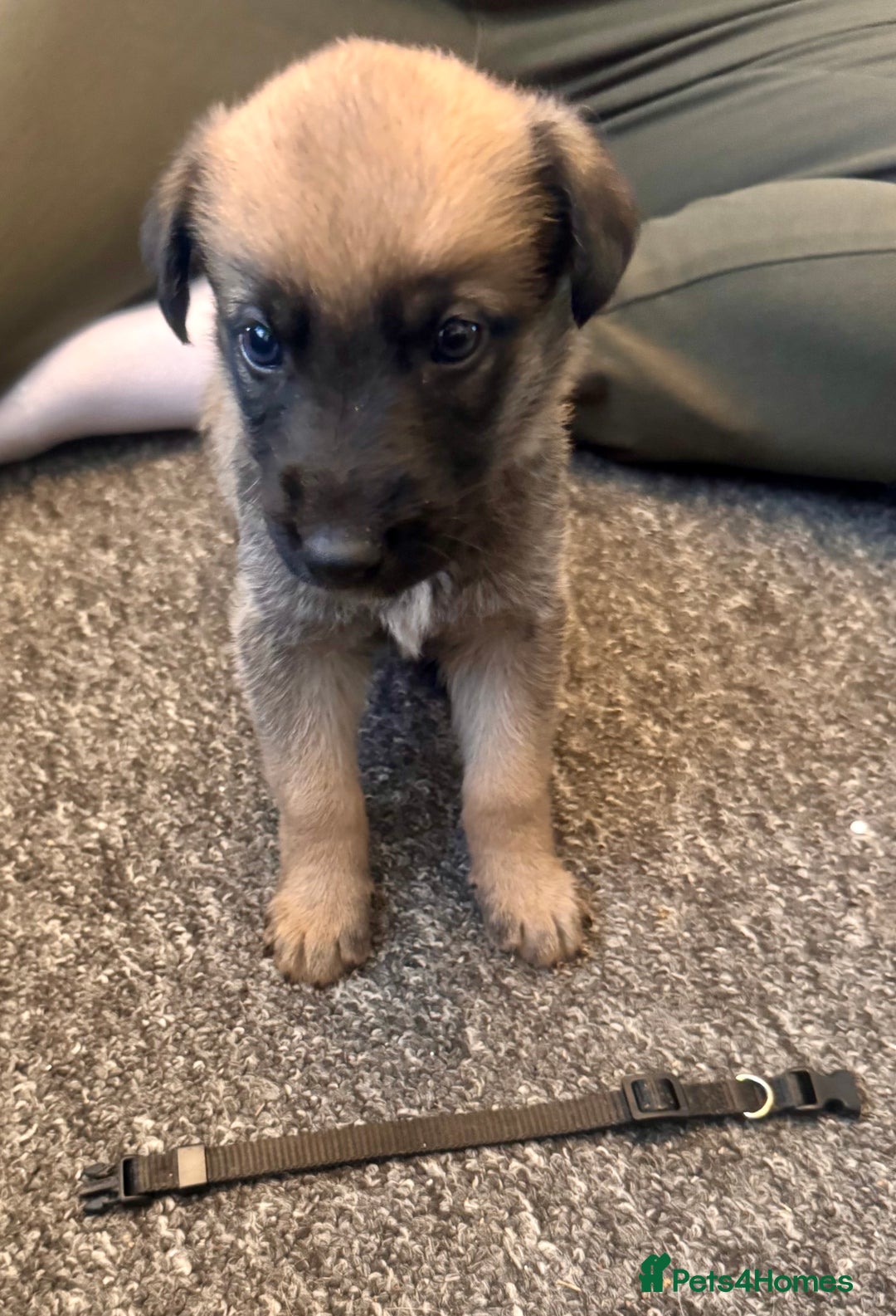 Mixed Breed dogs for sale: German Sheperd cross Lurcher Puppies - Image 1