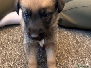 Mixed Breed dogs - Advert 3