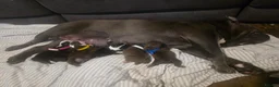 English Bulldog dogs for sale: Last 2 DWKC Registered English Bulldog Girls  - Advert 25