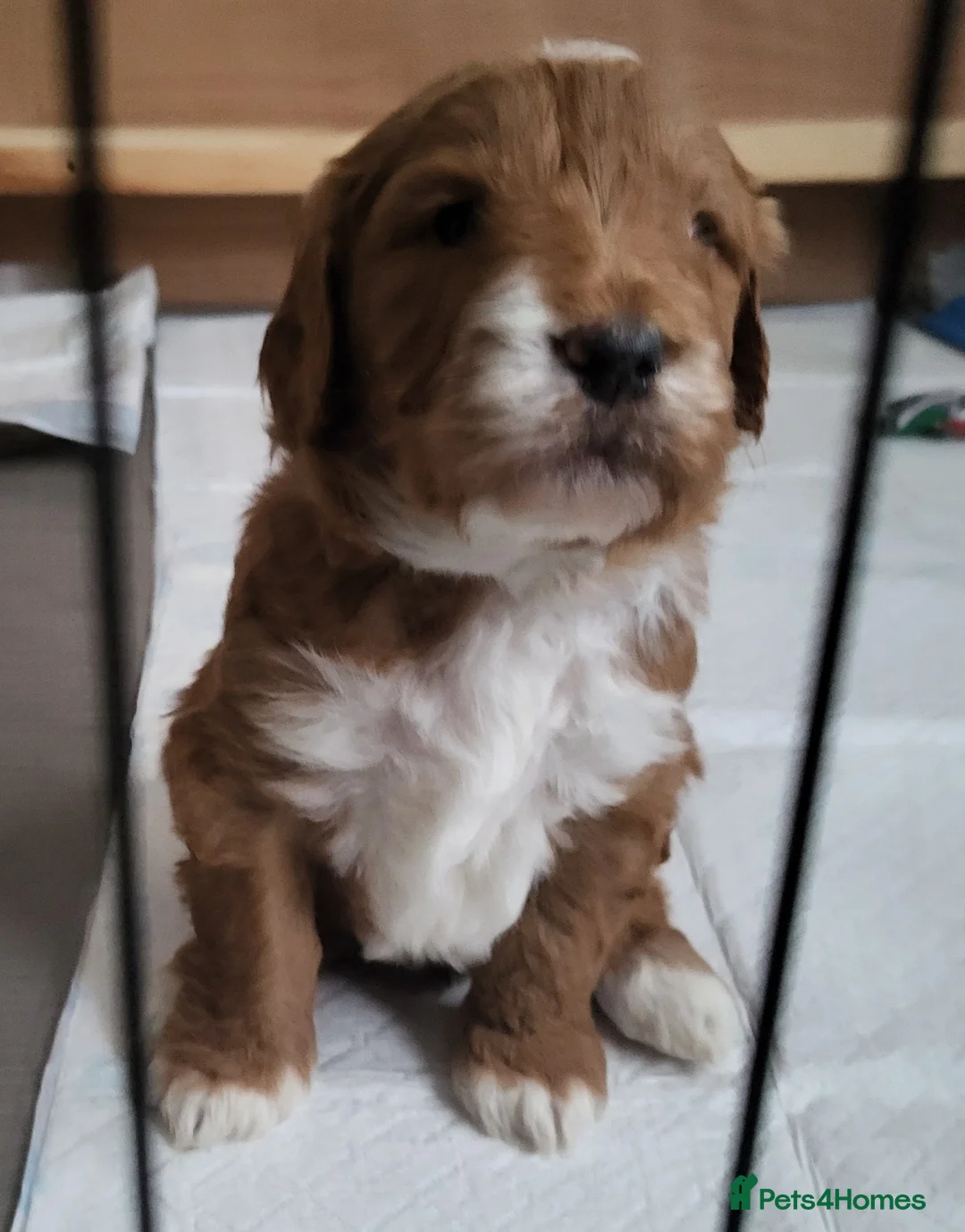 Goldendoodle dogs for sale: Goldendoodle-ONLY THIS BEAUTY LEFT  - Advert 25