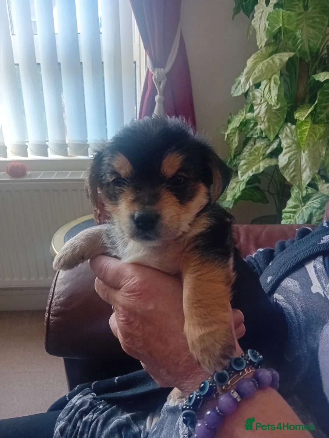 Yorkshire Terrier dogs for sale: Toy yorkshire terrier  - Advert 3