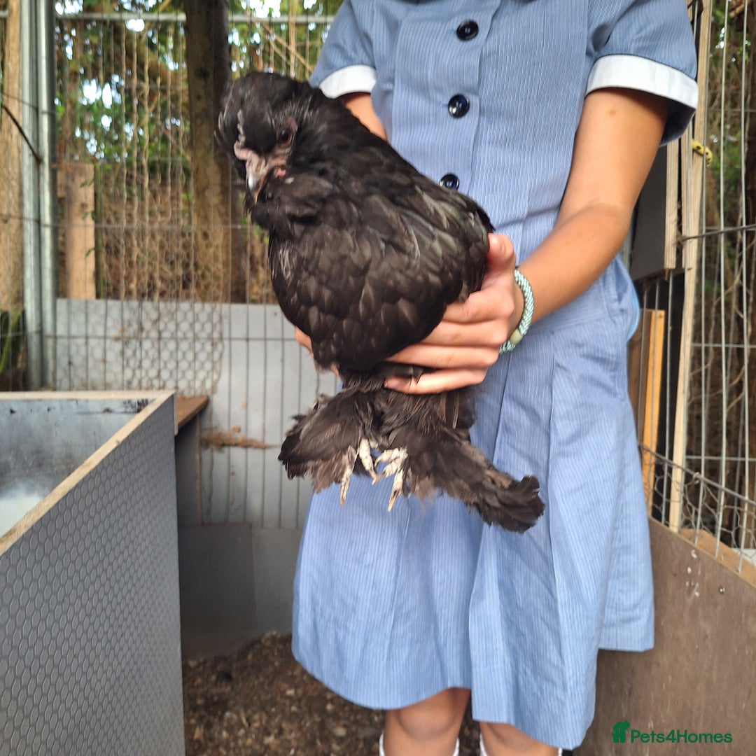 Chickens poultry for sale: Silkie and Silkie Pekin Hens - Image 2