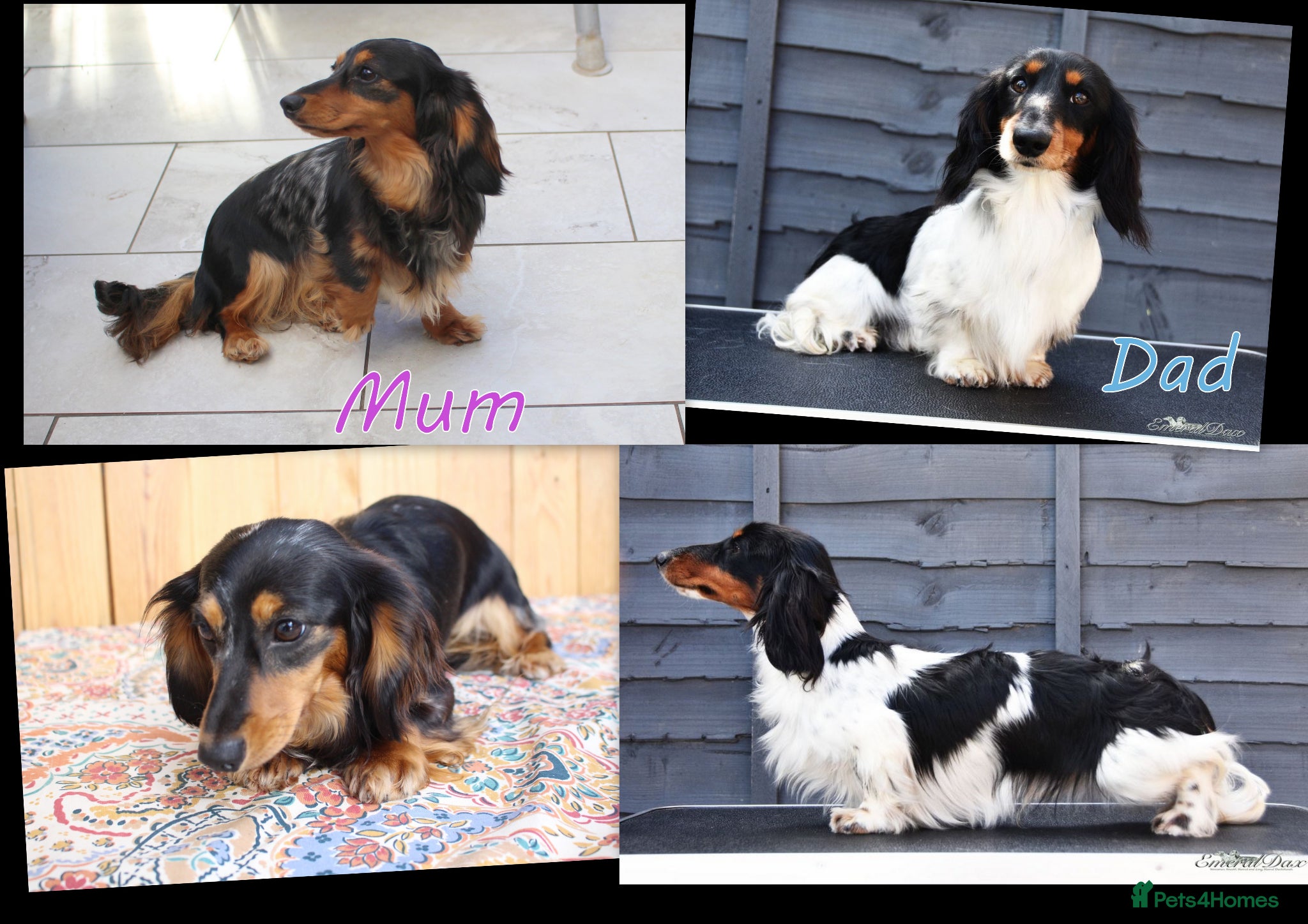 Miniature Dachshund dogs 🌟Dapple & Black Tan PRA Clear KC reg – June 26🌟 - Advert 2