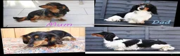 Miniature Dachshund dogs for sale: 🌟Dapple & Black Tan PRA Clear KC reg – June 26🌟 - Advert 3