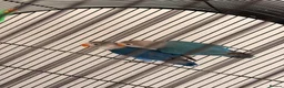 Lovebirds birds for sale: Two bonded Beautiful LoveBirds need forever home - Advert 2