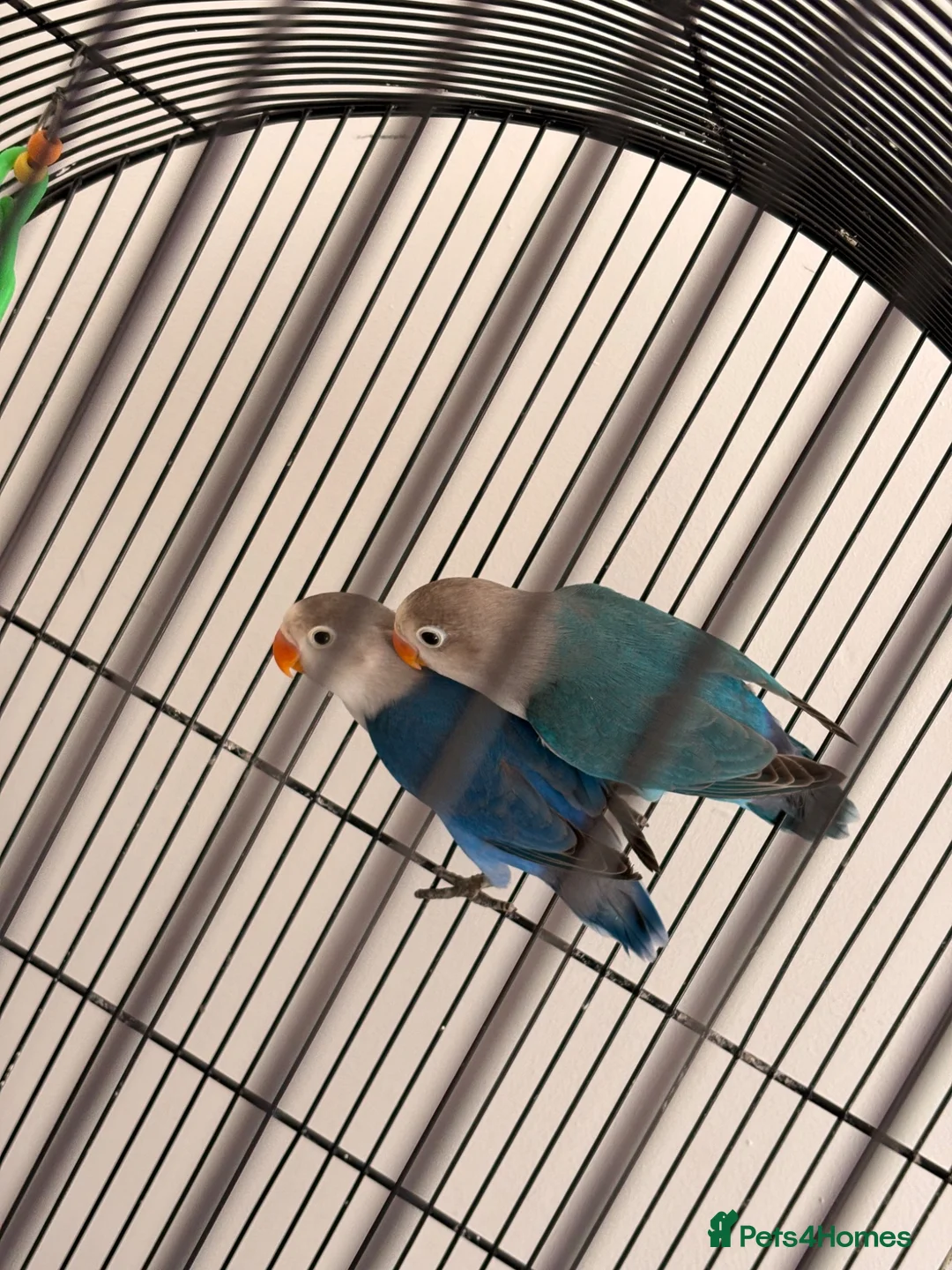 Lovebirds birds for sale: Two bonded Beautiful LoveBirds need forever home - Advert 2
