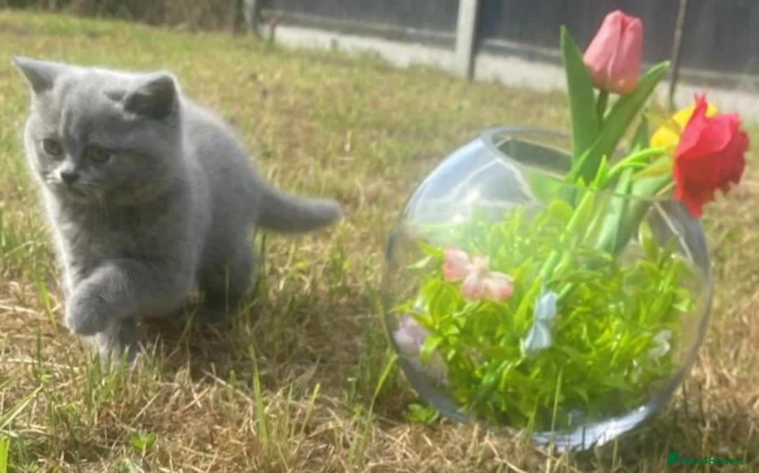 British Shorthair cats for sale: British short hair kittens for sale - Advert 1