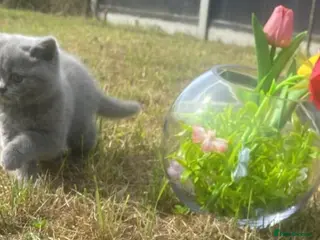 British Shorthair cats British short hair kittens for sale - Advert 2