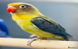 Lovebirds birds for sale: Fisher love birds  - Advert 5