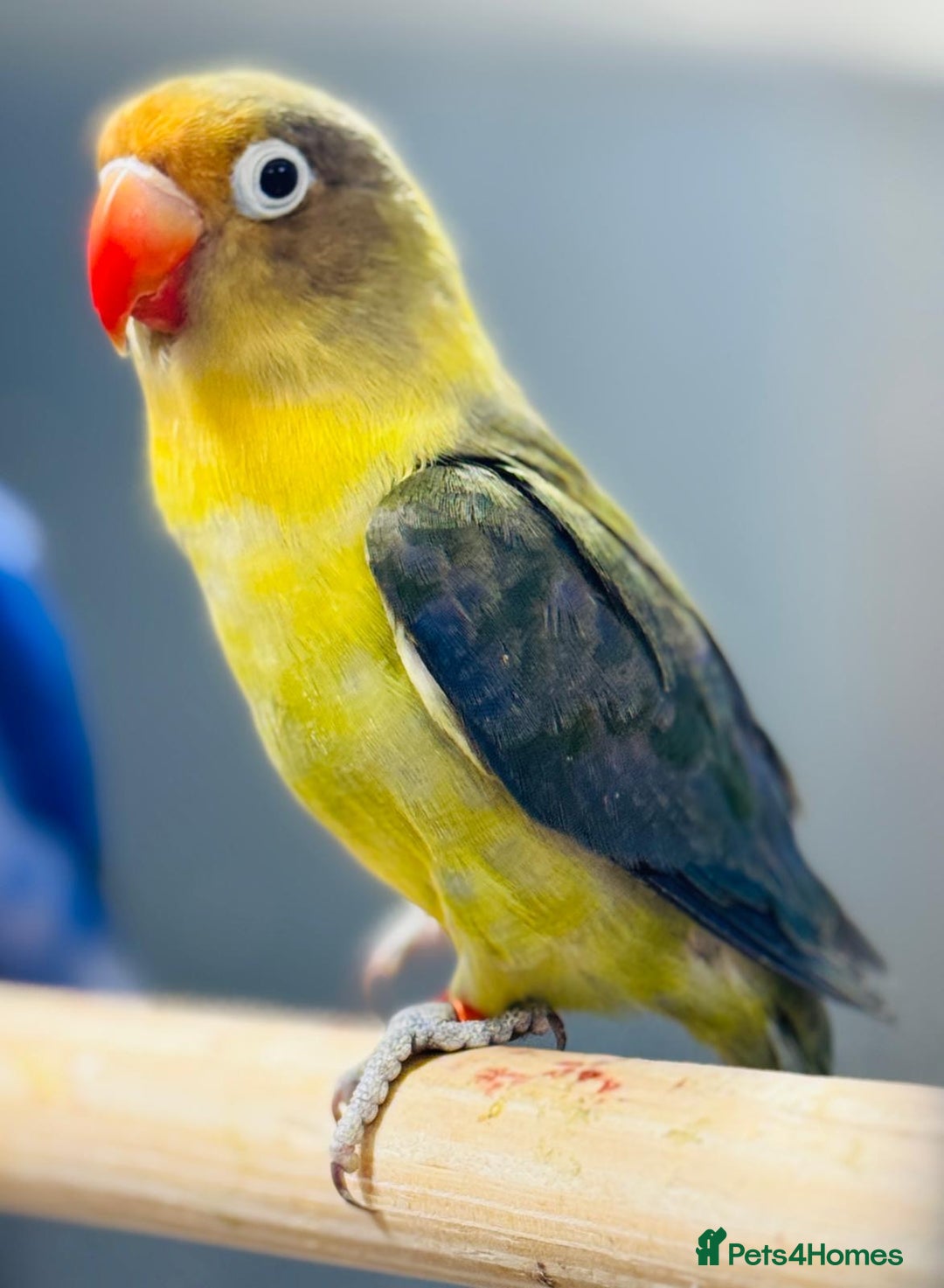 Lovebirds birds for sale: Fisher love birds  - Advert 5