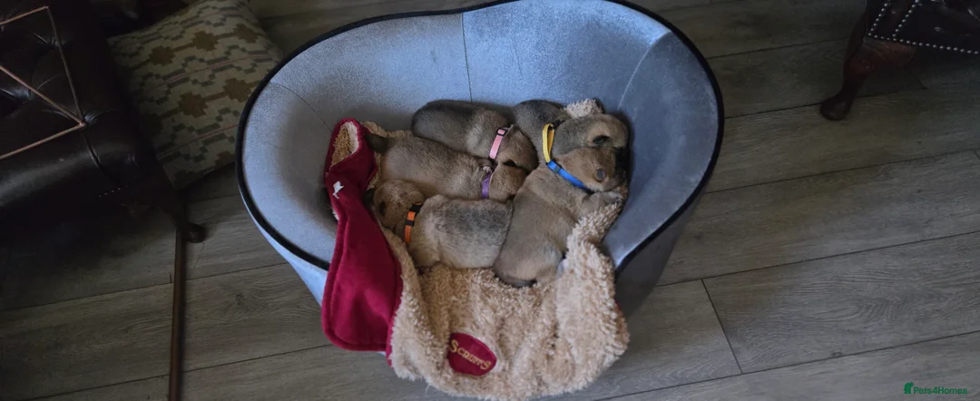 Japanese Shiba Inu dogs for sale: Stunning little Shibas - Advert 30