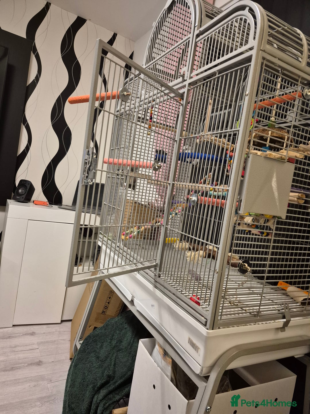 Parrots birds for sale: Patagonian conure - Image 11