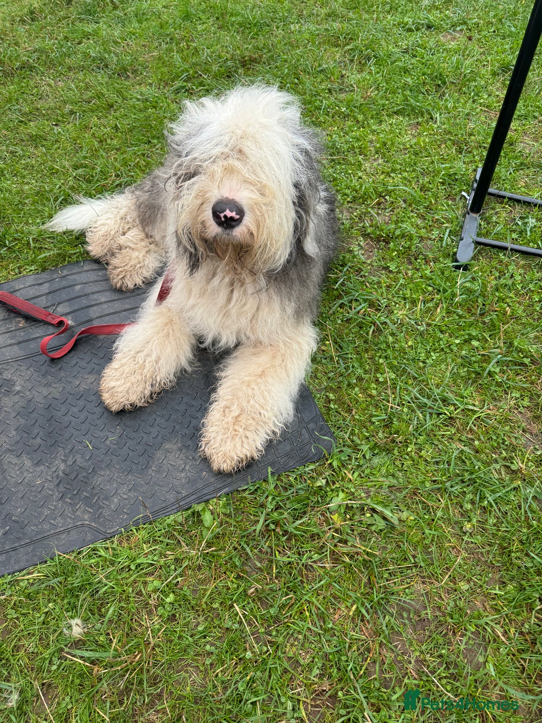 Old English Sheepdog dogs for sale: old english sheepdog puppies - Image 7