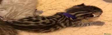 Bengal Kitten 4