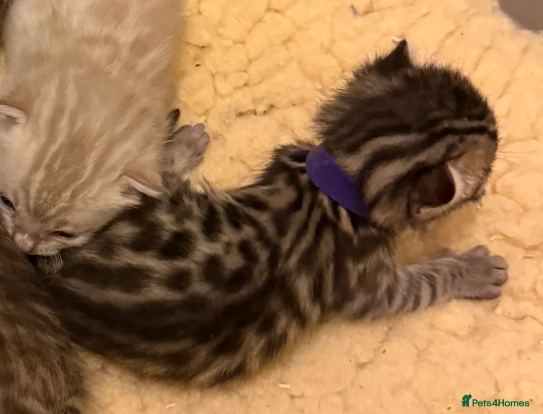 Bengal cats for sale: TICA 🐾 Health Tested 🐆 Bengal Kittens ❤️  - Advert 9