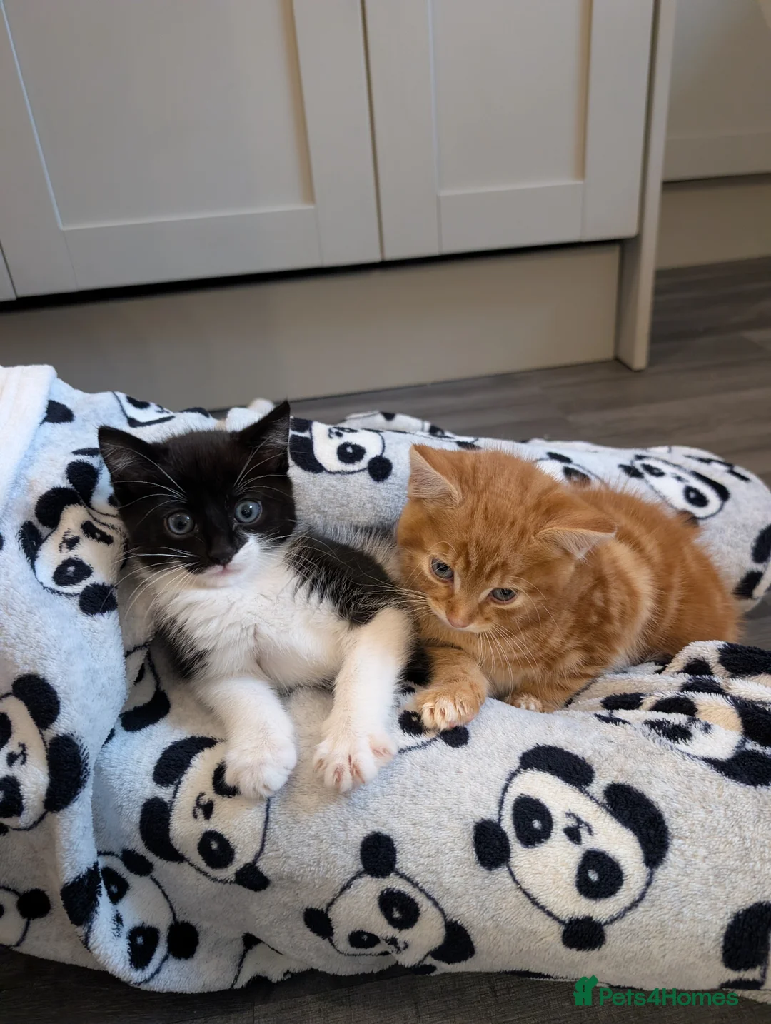 Mixed Breed cats for sale: Kitten's  - Advert 1