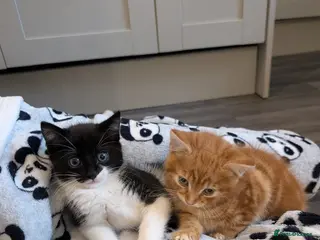 Mixed Breed cats Kitten's - Advert 10