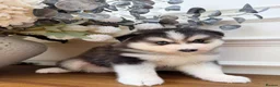Pomsky dogs for sale: Stunning Blue Eyed Pomskies in London - ready  - Advert 9