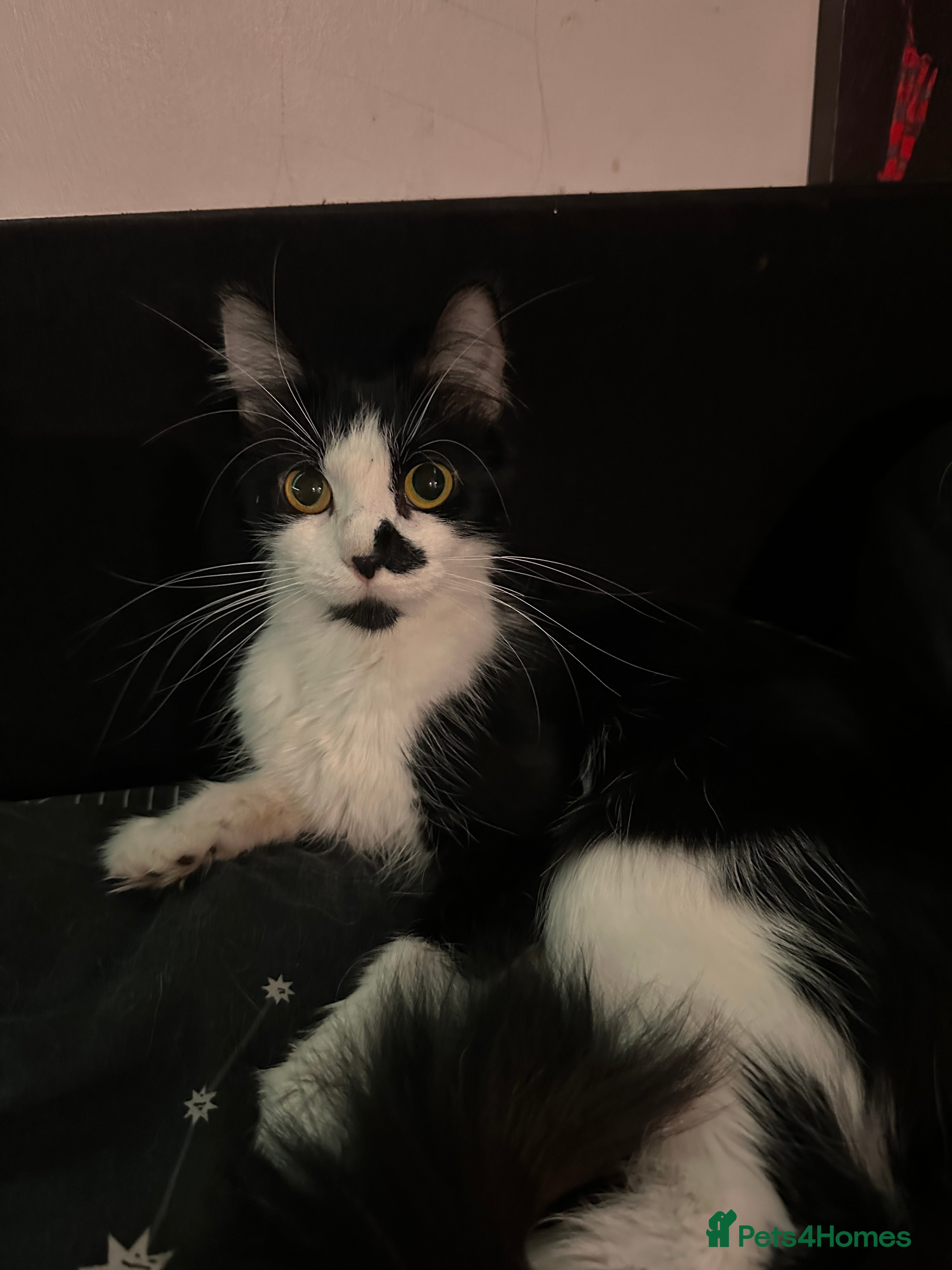 Mixed Breed cats Free pretty kitty’s  - Advert 1