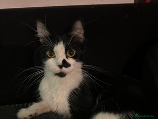 Mixed Breed cats Free pretty kitty’s - Advert 1