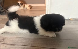 Mixed Breed dogs for sale: 2 Shihtzu cross Pomerania puppies  - Advert 18