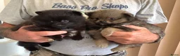 German Spitz dogs for sale: Two Registered Klein Bitch Puppies in Shrewsbury - Advert 3