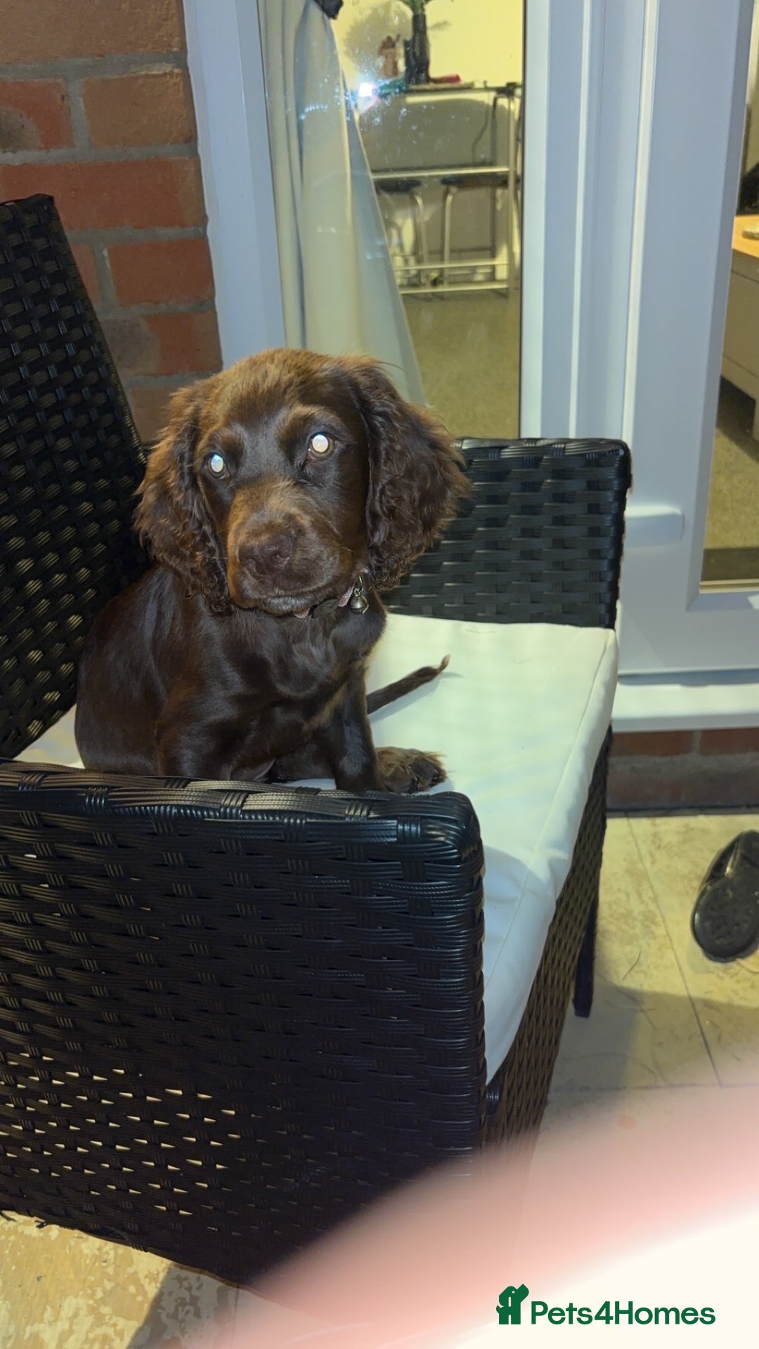 Cocker Spaniel dogs for sale: Chocolate cocker spaniel  - Image 4