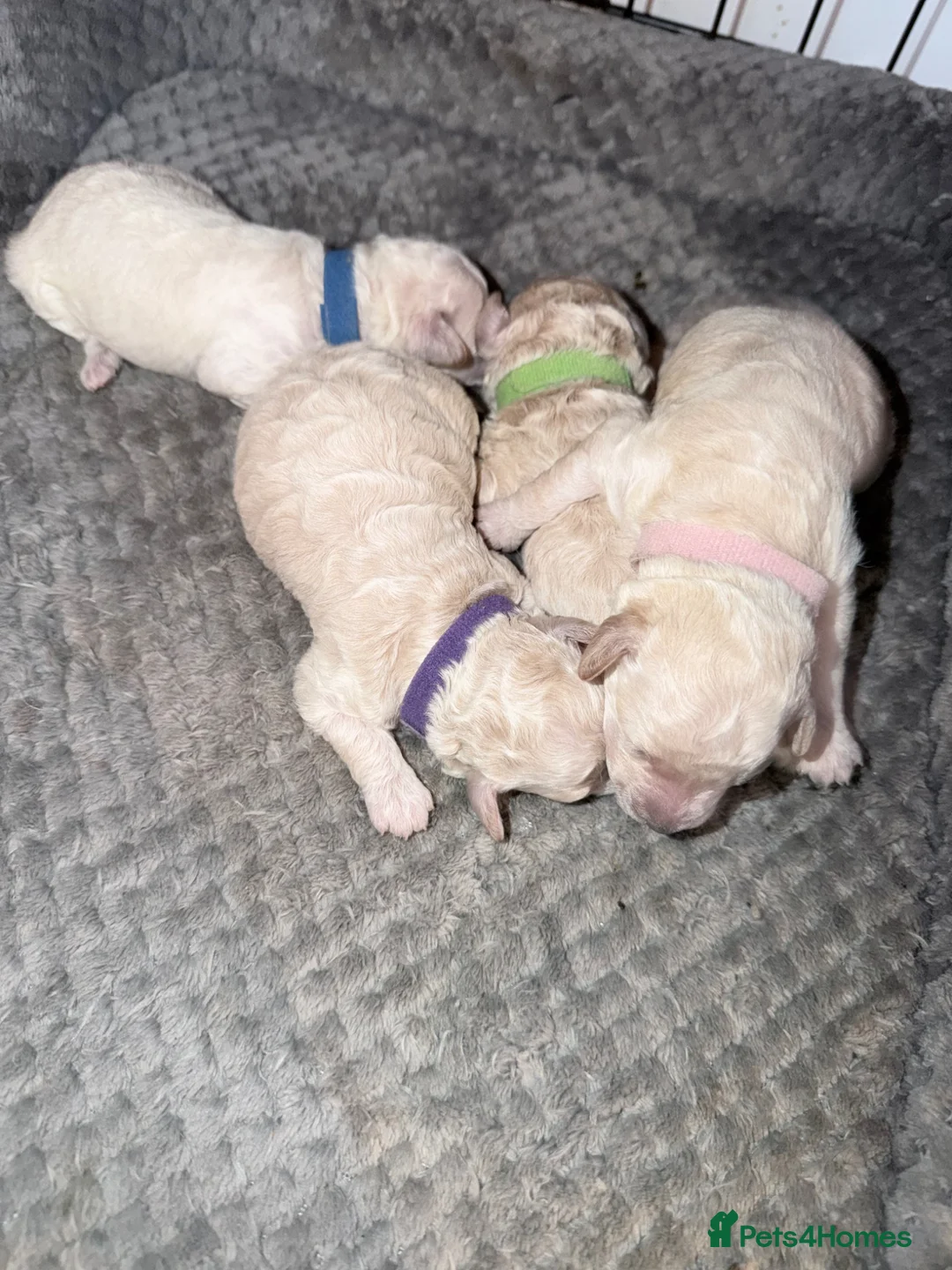 Poochon dogs for sale: Stunning Poochon Puppies - Advert 4