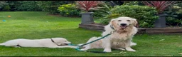 Golden Retriever dogs for sale: Bear- KC REGISTERED CHAMP LINES GOLDEN BOY - Advert 8