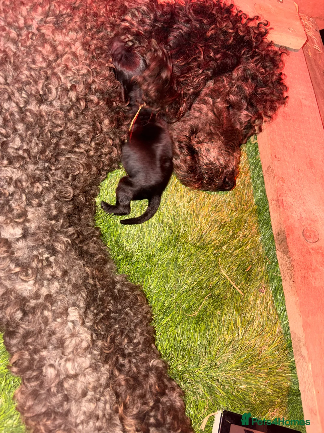 Cockapoo dogs for sale: F1 Cockapoo Puppies  - Advert 2